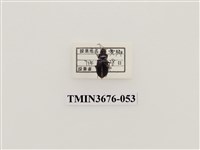 藏品(步行蟲(2))的圖片